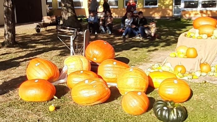 Pěstitelé se utkali v soutěži o nejtěžší dýni. Vítězná tykev vážila 48 kilo