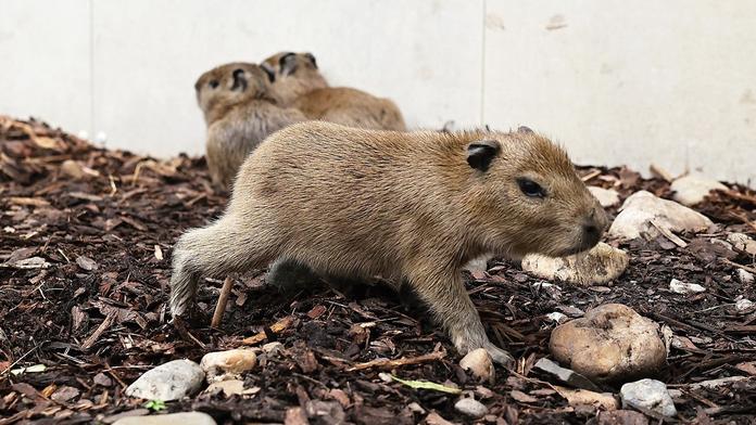V pražské zoo se narodily malé kapybary