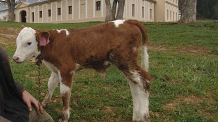 Inseminací přišlo první tele na svět před 60 lety