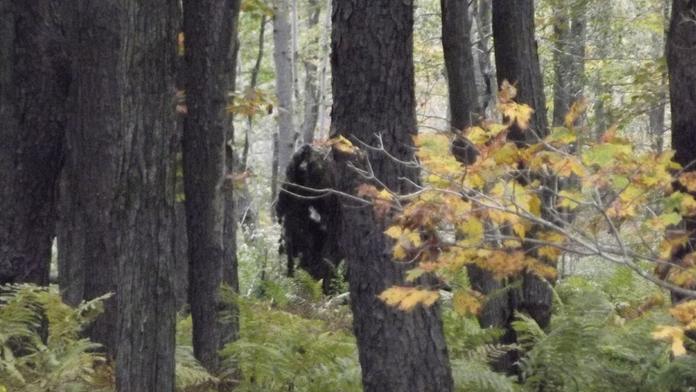Bigfoot