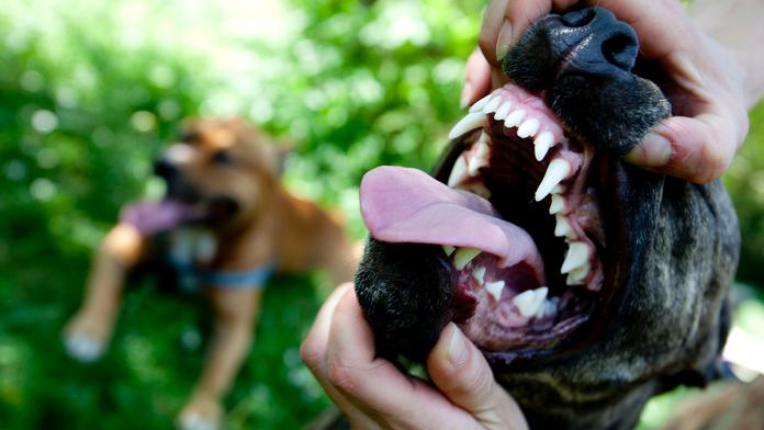 Pitbull zakousl jorkšíra. Kořist si hlídal tak, že ho strážníci museli uspat