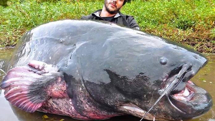Chápete to? Tohoto obřího sumce potkat určitě nechcete! GALERIE