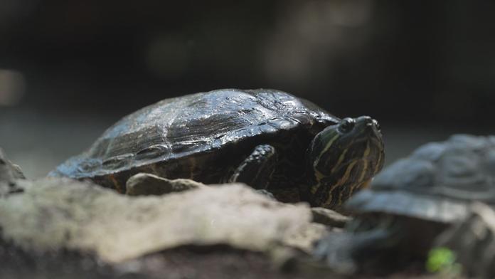 Máte doma želvu, vránu nebo slunečnici? Do konce března je musíte nahlásit