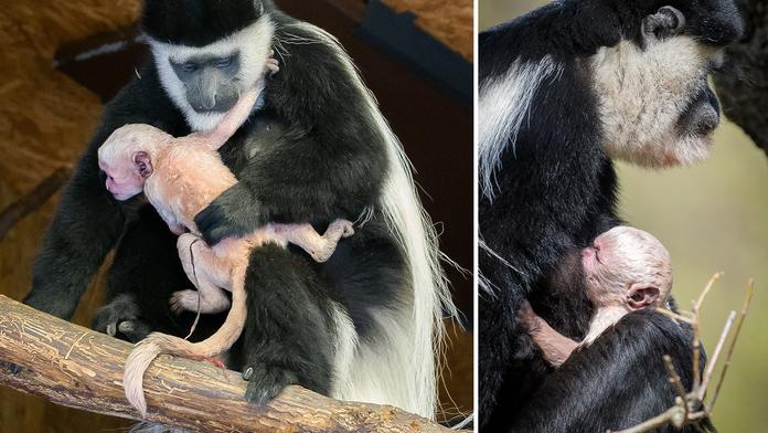 V pražské zoo se narodilo další mládě oblíbené opičky! FOTO