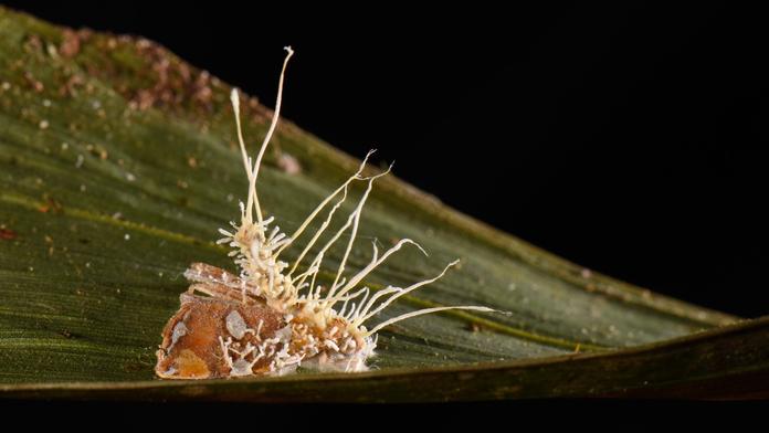 Houba rodu Ophiocordyceps 