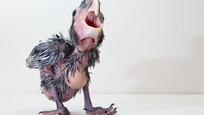 Smutná zpráva ze zoo! Uhynul malý kakadu