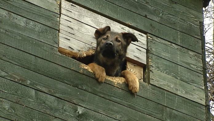 Rozkošného pejska uvěznili na posedu. Týden vydržel bez vody!