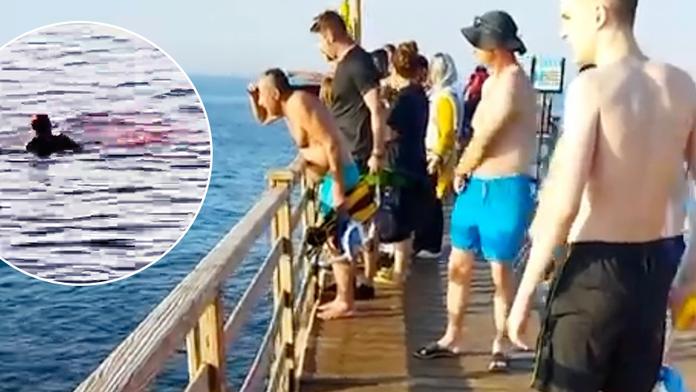 Proč žralok v Egyptě zaútočil? Experti mají zvláštní teorii
