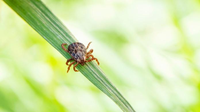 MAPY: Klíšťata už řádí! Letos bude jejich aktivita vysoká, varuje meteoroložka
