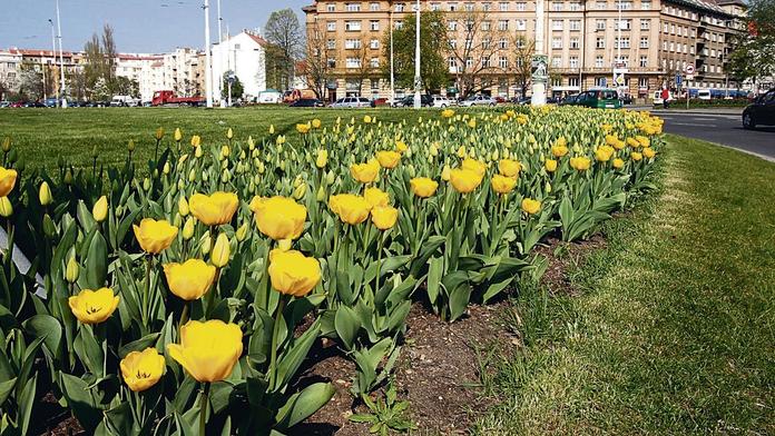 Praha 6 měla rozdávat cibulky květin. Lidé mají smůlu, někdo všechno ukradl