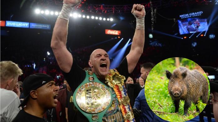 Divocí kňouři jako důkaz? Fury si měl koupit alibi, farmáři nedal ani halíř!