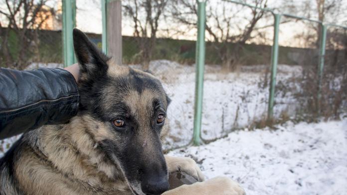 Silvestrovské petardy trápí psy! Takhle jim ulehčíte, radí veterinář