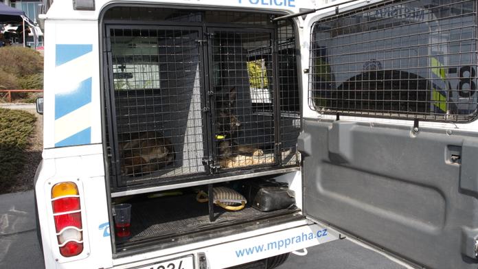 Policejní pes našel opilého řidiče, který se po nehodě schovával v lese