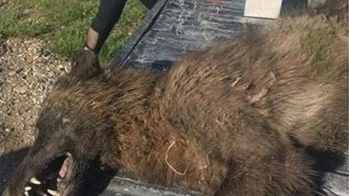 Obří vlk nebo návštěva z pravěku? Farmář zastřelil záhadné zvíře