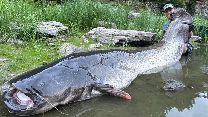 Rybář Vágner chytil v Berounce gigantického sumce. Nemohu uvěřit svým očím, říká