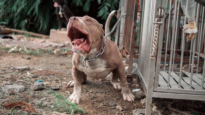 American bully XL