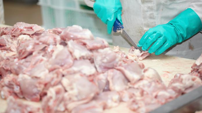Tři tuny kuřecího z Polska obsahují salmonelu, varují veterináři