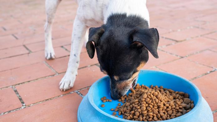 Pozor na nebezpečné granule. Psi po nich mohou i zemřít, varují veterináři
