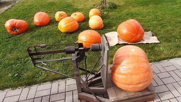 Soutěž o největší dýni má vítěze: Tykev vážila 42 kilogramů! GALERIE