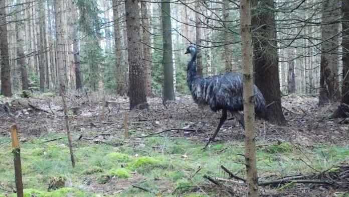 V Českém Švýcarsku měli nečekaného turistu. Po lese se procházel emu