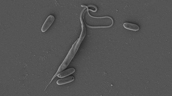 Český parazit má neobvyklý DNA kód. Je jako diktát nepozorného žáka, řekl biolog