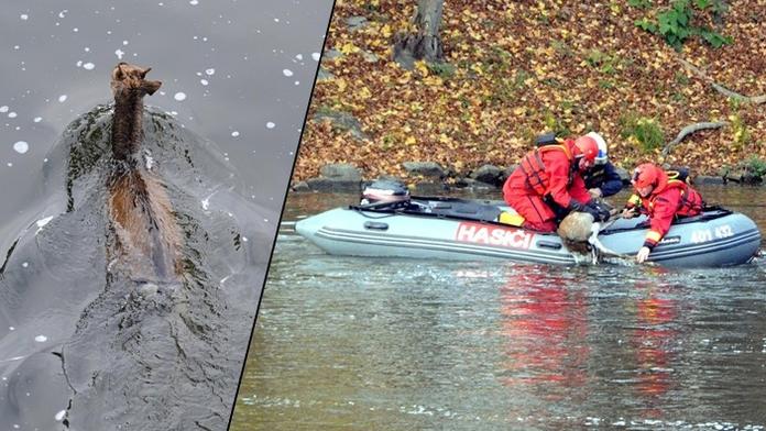 Unikátní fotopříběh! Srnec plaval ve Vltavě, museli ho vzít do člunu