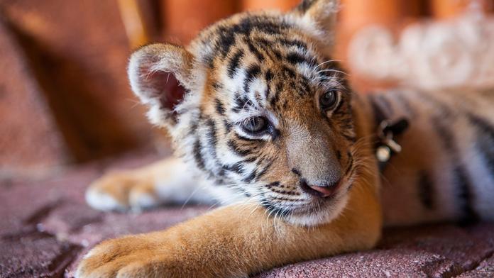 Mládě tygra ukradené z ukrajinské zoo zemřelo. Nepřežilo ruský cirkus