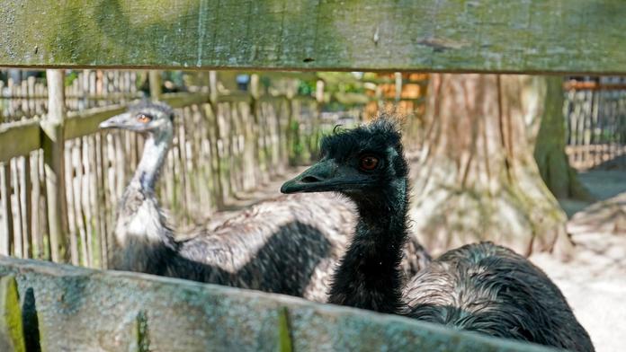 Emu hnědý