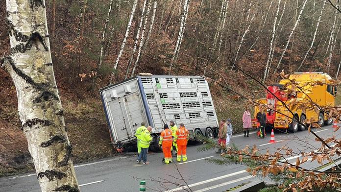 Nehoda kamionu uvěznila řidiče a 180 prasat. Dvacet jich pošlo