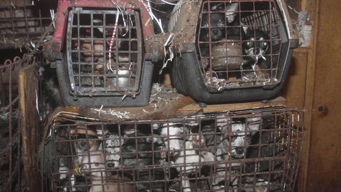 Veterináři bijí na poplach! Přibývá otřesných případů týrání zvířat