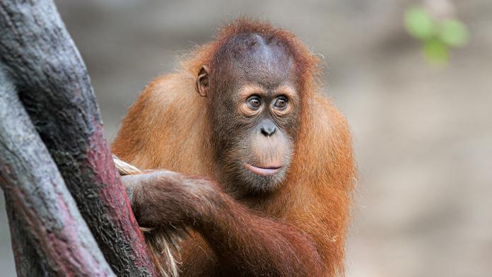 Tragická nehoda v pražské zoo. Při hře zahynul pětiletý orangutan