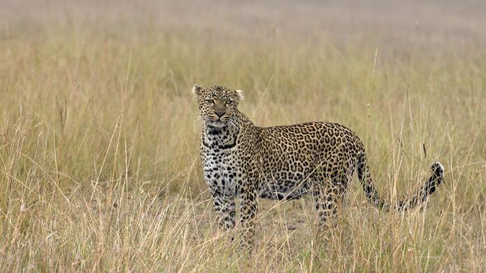 Lidožravý leopard sežral 15 lidí za jeden rok. Většina jsou děti