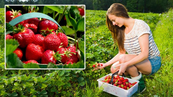 Sezóna JAHOD je tu! PŘEHLED po krajích, kde je nasbírat či koupit