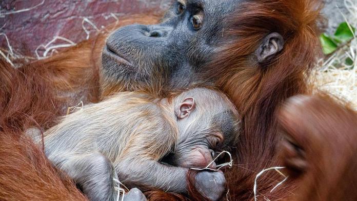Pražská zoo má vzácný přírůstek. Narodilo se tam orangutaní mládě