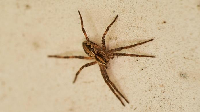 V Německu se rozmáhá cizokrajný jedovatý pavouk. Byl spatřen i v Česku