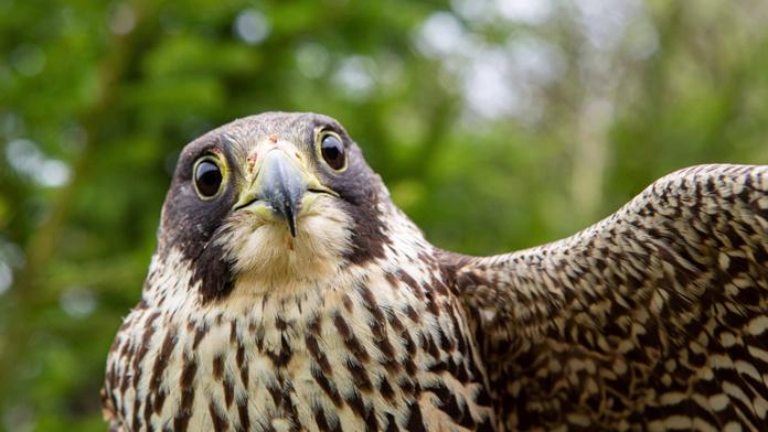 Sokoli přišli o mláďata kvůli dronům. Ochranáři je teď možná zakážou