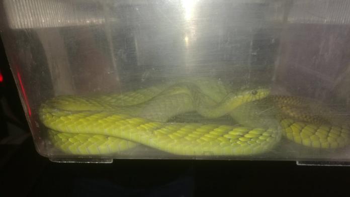Mamba na útěku překonala několik zahrad! MAPA JEJÍ TRASY