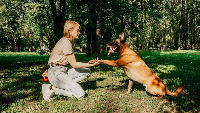 Není mezi nimi i ten váš? Vědci zjistili, která psí plemena jsou nejchytřejší