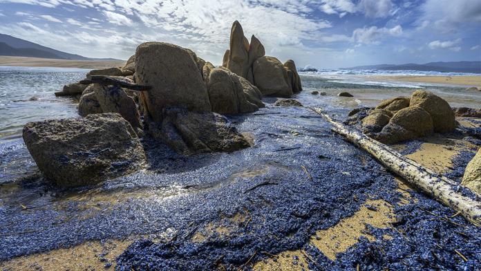 Modrý žahavec Velella velella