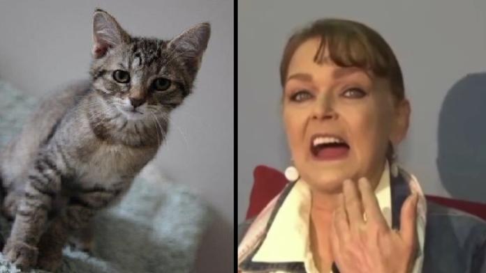 Žena oslepla po olíznutí od své kočky! Lékaři si lámali hlavu proč