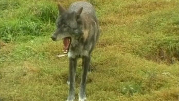 V Liberecké zoo sezřali vlci pár čápů