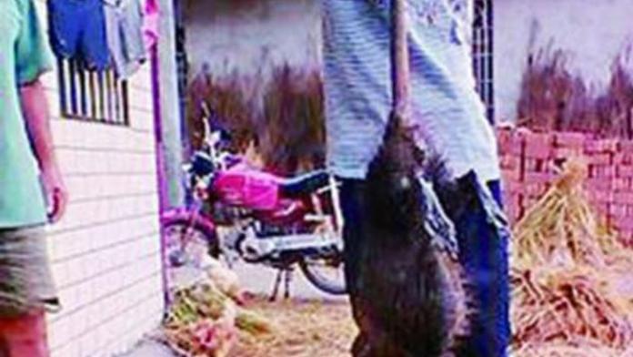 Vesnici terorizoval GIGANTICKÝ POTKAN! Měřil metr a vážil 5 kilo