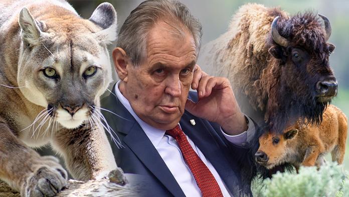 Puma a stádo bizonů na útěku. Zemana čeká "divoká" Vysočina