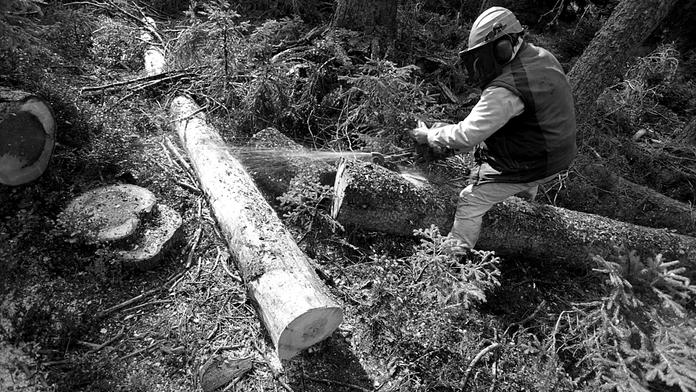 ŠUMAVA: Kdo je mocnější než aktivisté nebo dřevorubci? DÉŠŤ!