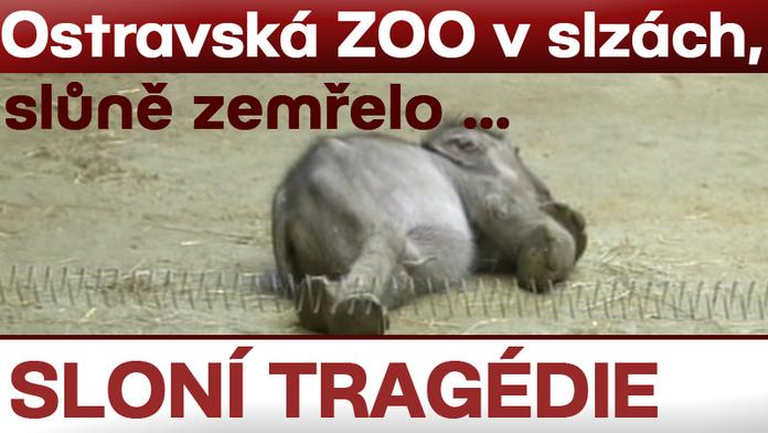 TRAGÉDIE! SLŮNĚ Z OSTRAVSKÉ ZOO ZEMŘELO!