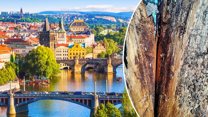 Kůrovec už řádí i v Praze. Úplně zlikvidoval stromy v oblíbeném parku