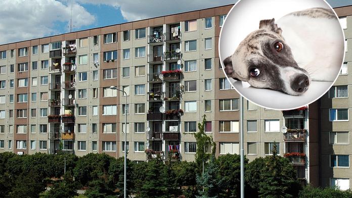 Lidská hyena z Kladna: Žena vyhodila psy z 6. patra! Prý je chtěla venčit