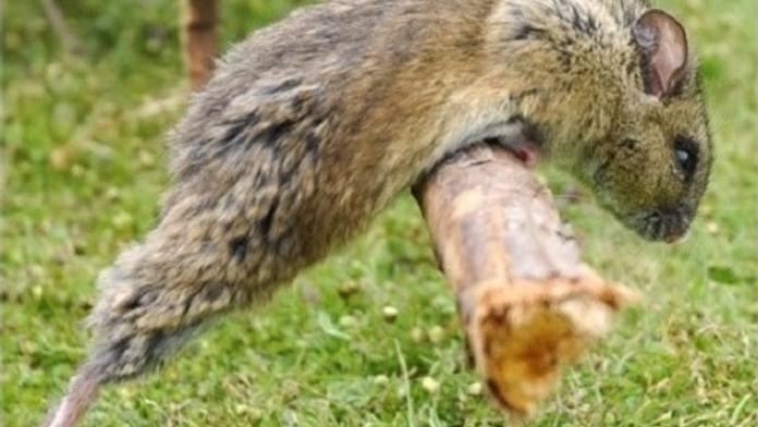 Čeští vědci objevili dva nové druhy savců. Jsou přenašeči hentavirů