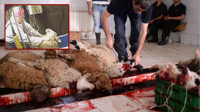 Šokující skrytá kamera! Brity vyděsila brutalita halal jatek