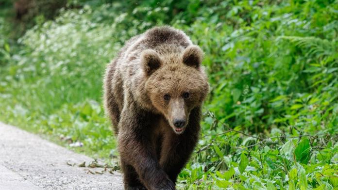 10 nejnebezpečnějších zvířat, se kterými se můžete setkat na dovolené
